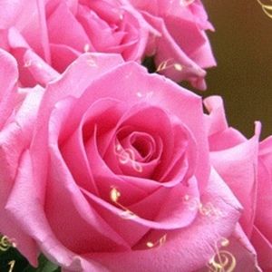 Meet your Posher, Irina